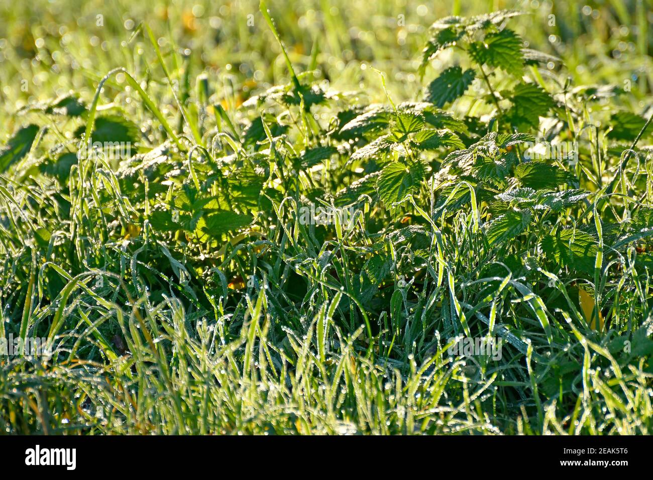 meadow with dew drops and sun Stock Photo