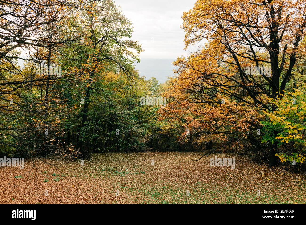 View of the forest in autumn Stock Photo
