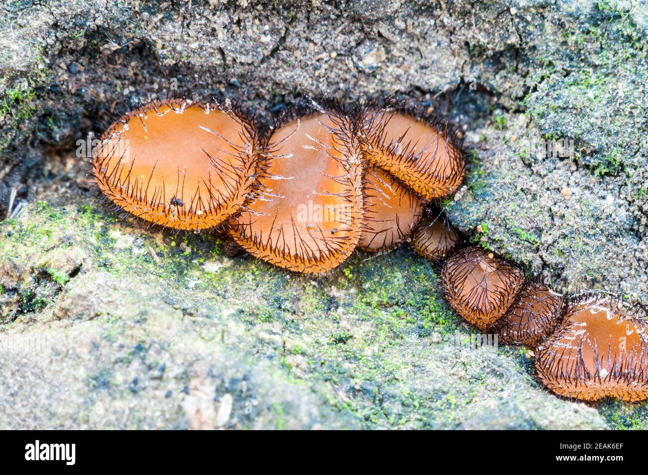 The fruiting bodies of common eyelash fungus (Scutelinia scutellata) growing on rotting wood in Eckington Park, Sheffield, South Yorkshire. September. Stock Photo