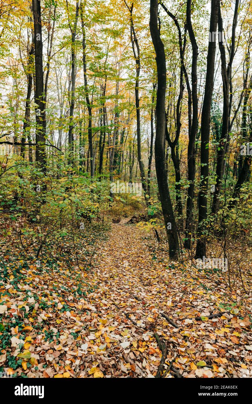 Explore forest trees hi-res stock photography and images - Alamy
