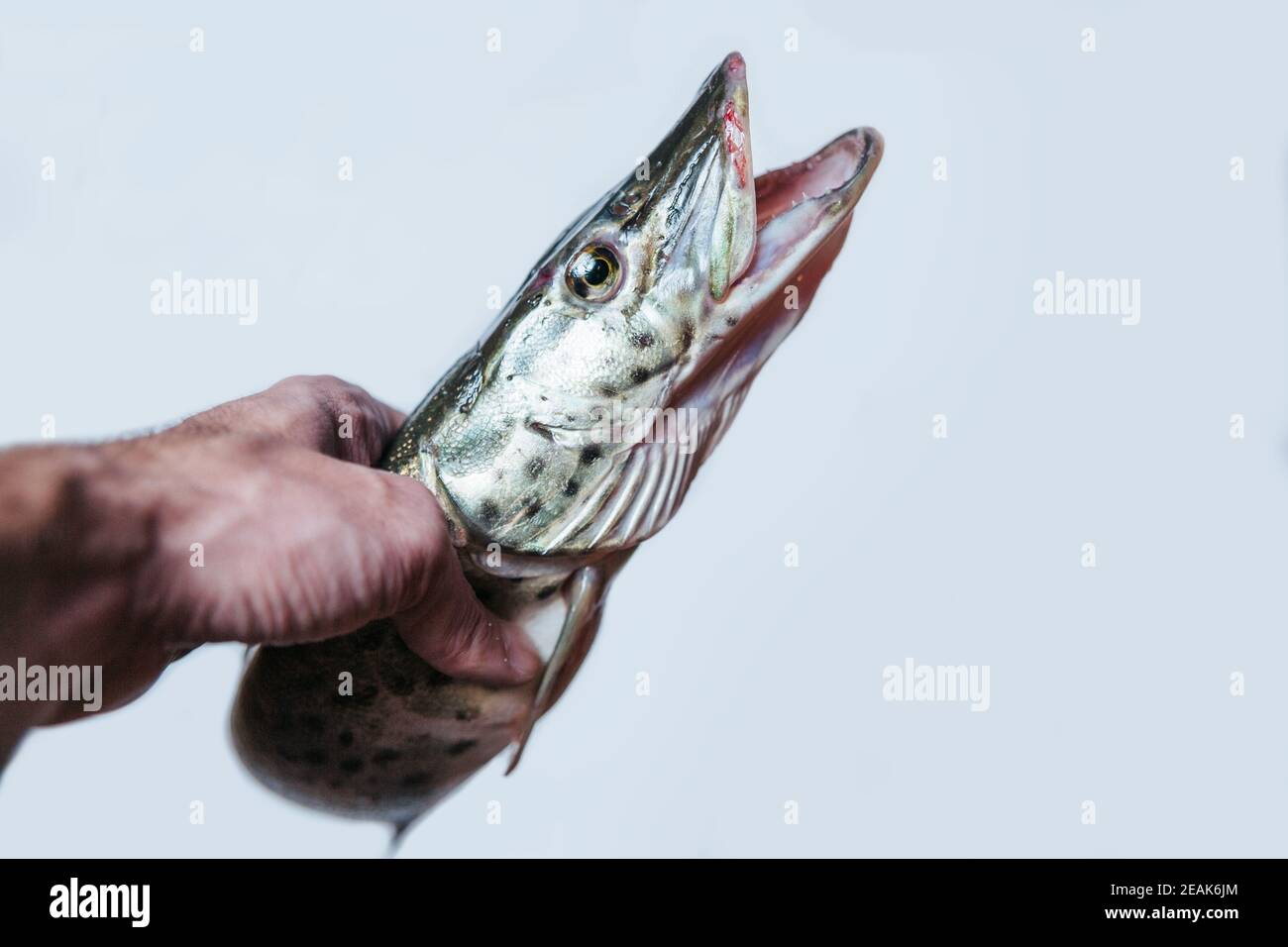 Pike Mouth
