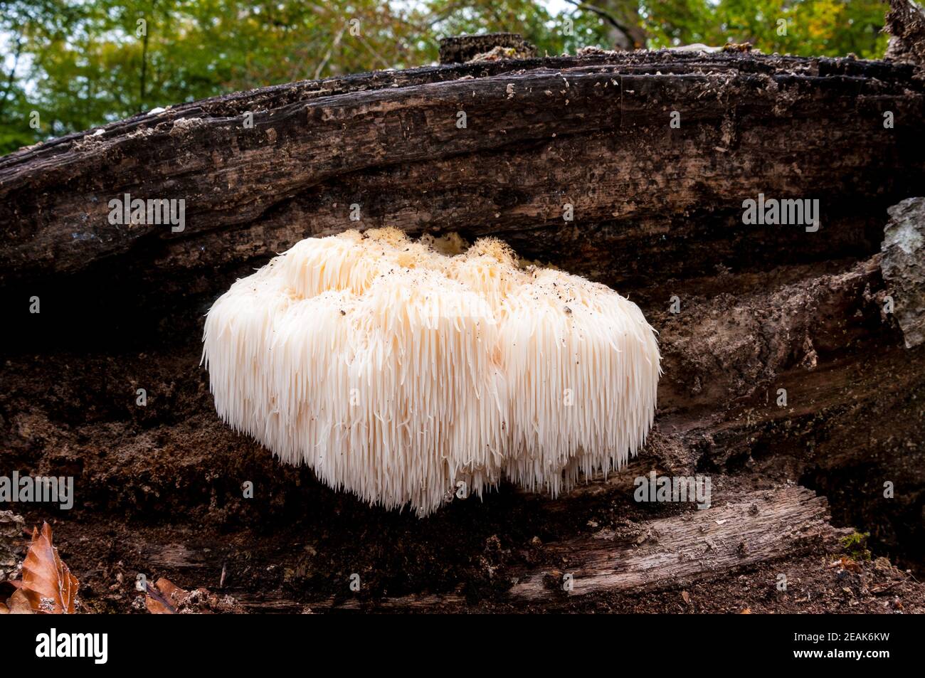 A fruiting body of the rare and protected bearded tooth fungus (Hericium erinaceus) growing on a log in the New Forest, Hampshire. October. Stock Photo