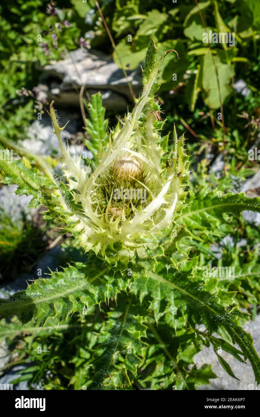 alpine sea holly, Eryngium alpinum, in Savoie, France Stock Photo Alamy