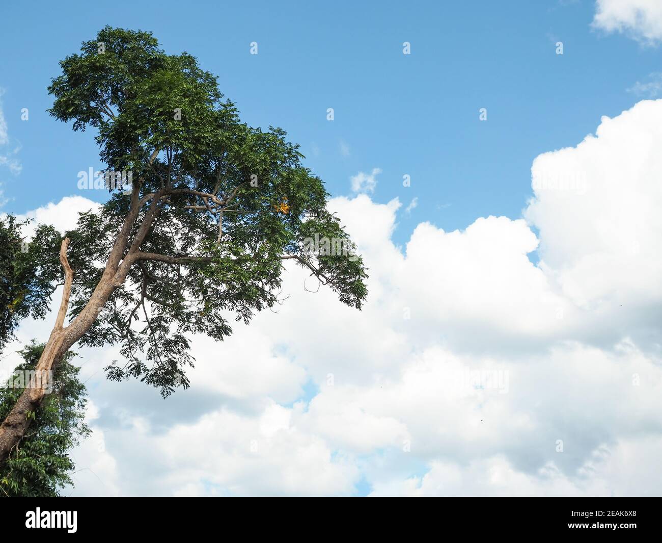 Green trees on cloud and sky background Stock Photo