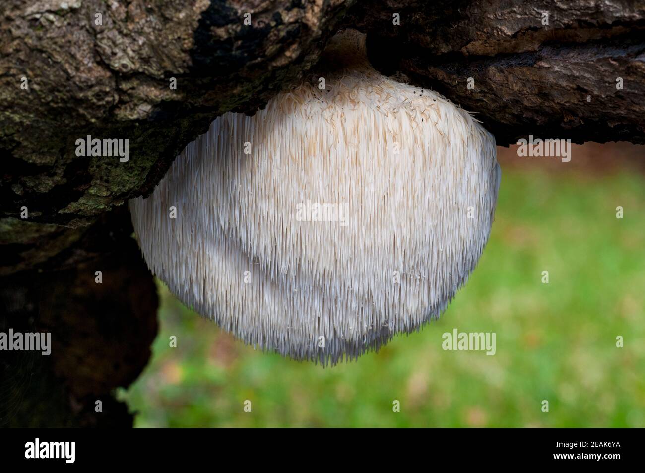 A fruiting body of the rare and protected bearded tooth fungus (Hericium erinaceus) growing on a log in the New Forest, Hampshire. October. Stock Photo