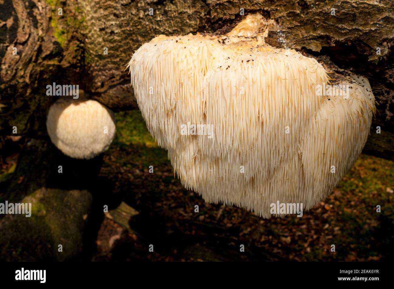 Two fruiting bodies of the rare and protected bearded tooth fungus (Hericium erinaceus) growing on a log in the New Forest, Hampshire. October. Stock Photo