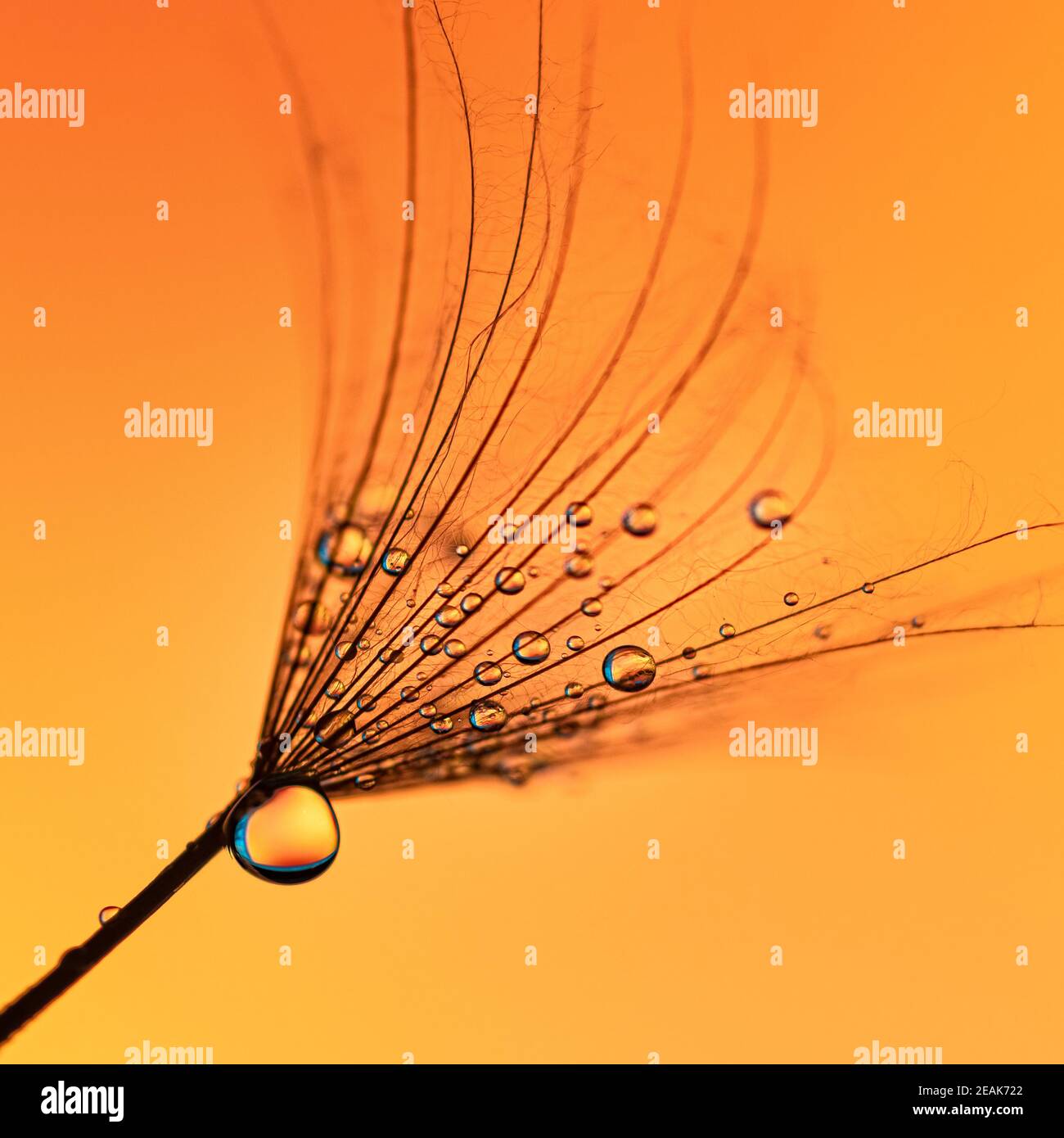 Water drop on seed hi-res stock photography and images - Alamy