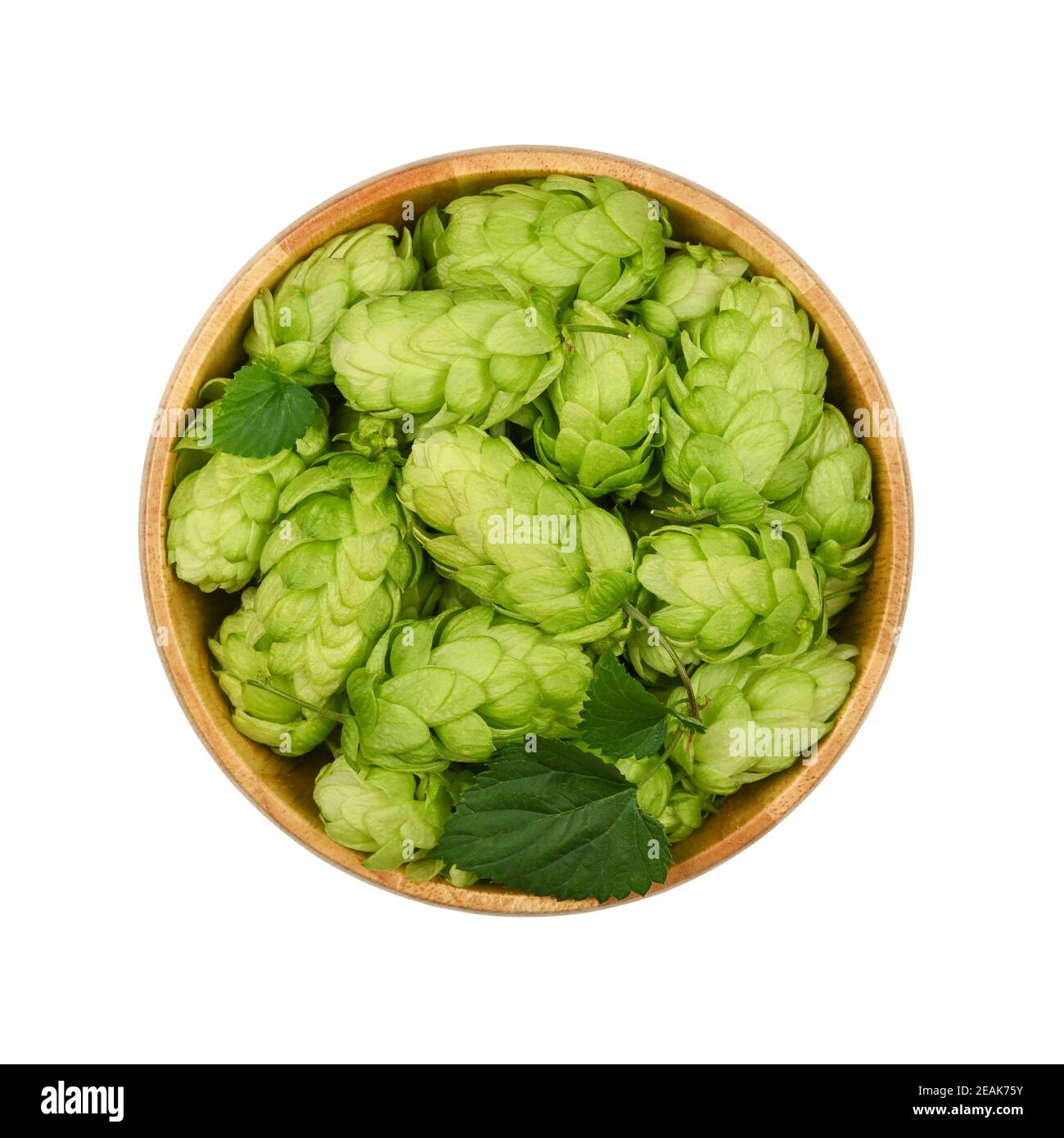 Wooden bowl of fresh green hops isolated on white Stock Photo