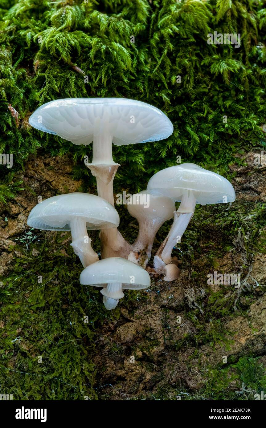 A small group of the fruiting bodies of percelain fungus (Oudimansiella mucida) growing on a moss covered log in the New Forest, Hampshire. October. Stock Photo