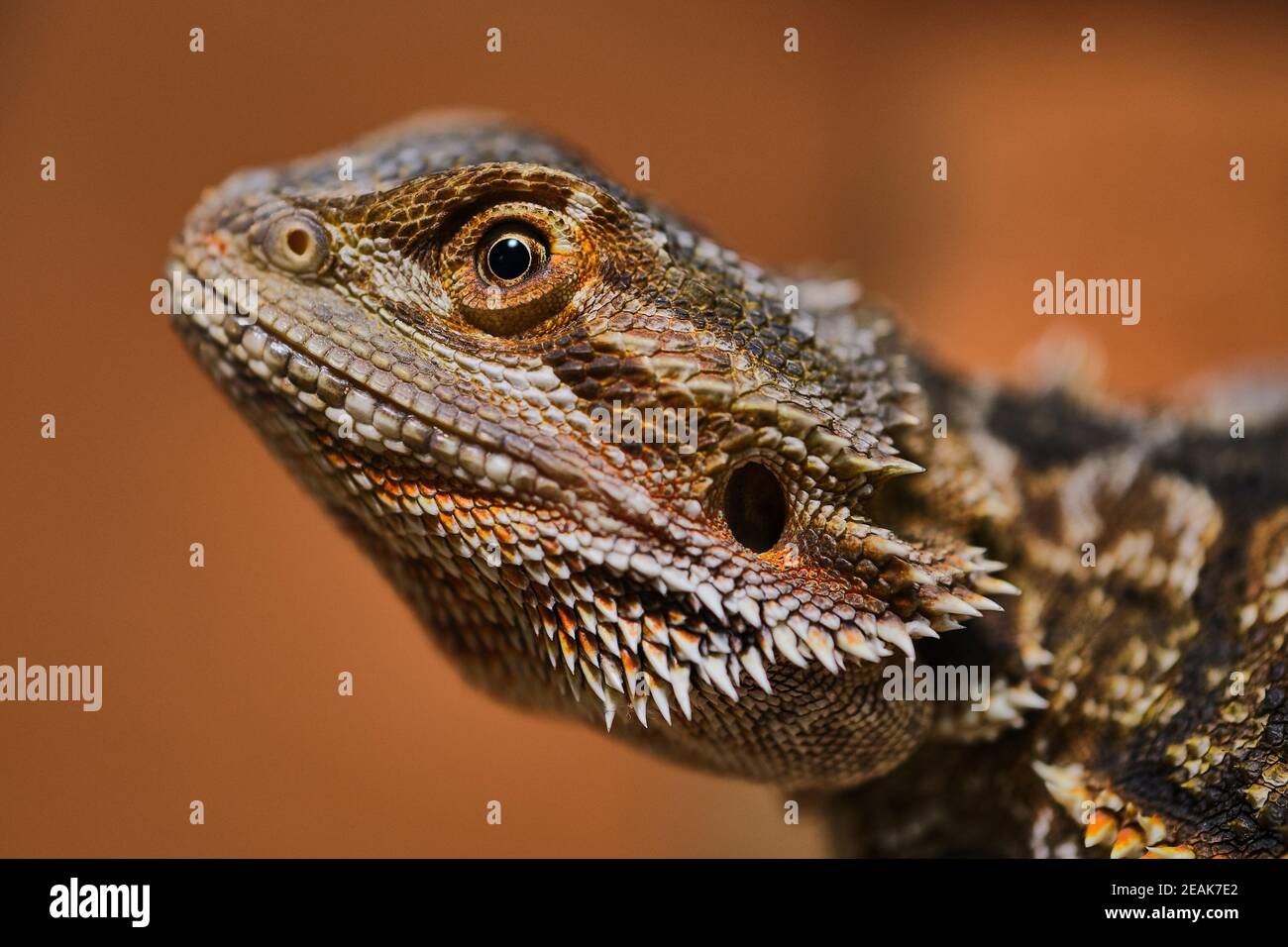 macro photo of a bearded dragon head Stock Photo - Alamy