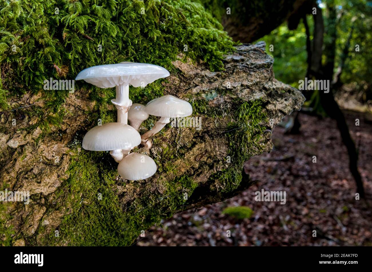 A small group of the fruiting bodies of percelain fungus (Oudimansiella mucida) growing on a moss covered log in the New Forest, Hampshire. October. Stock Photo