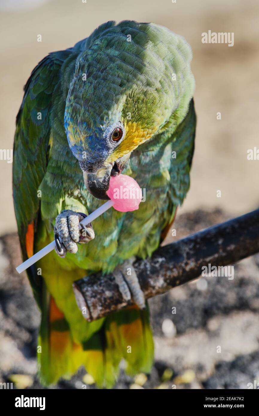 blue-fronted parrot close up Stock Photo