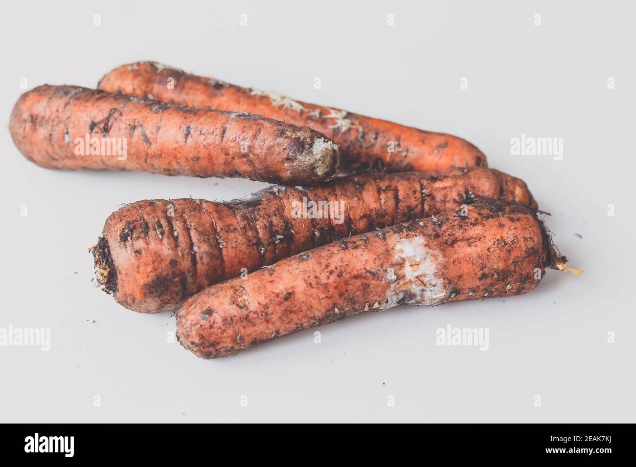 sclerotinia white mold carrots clipart