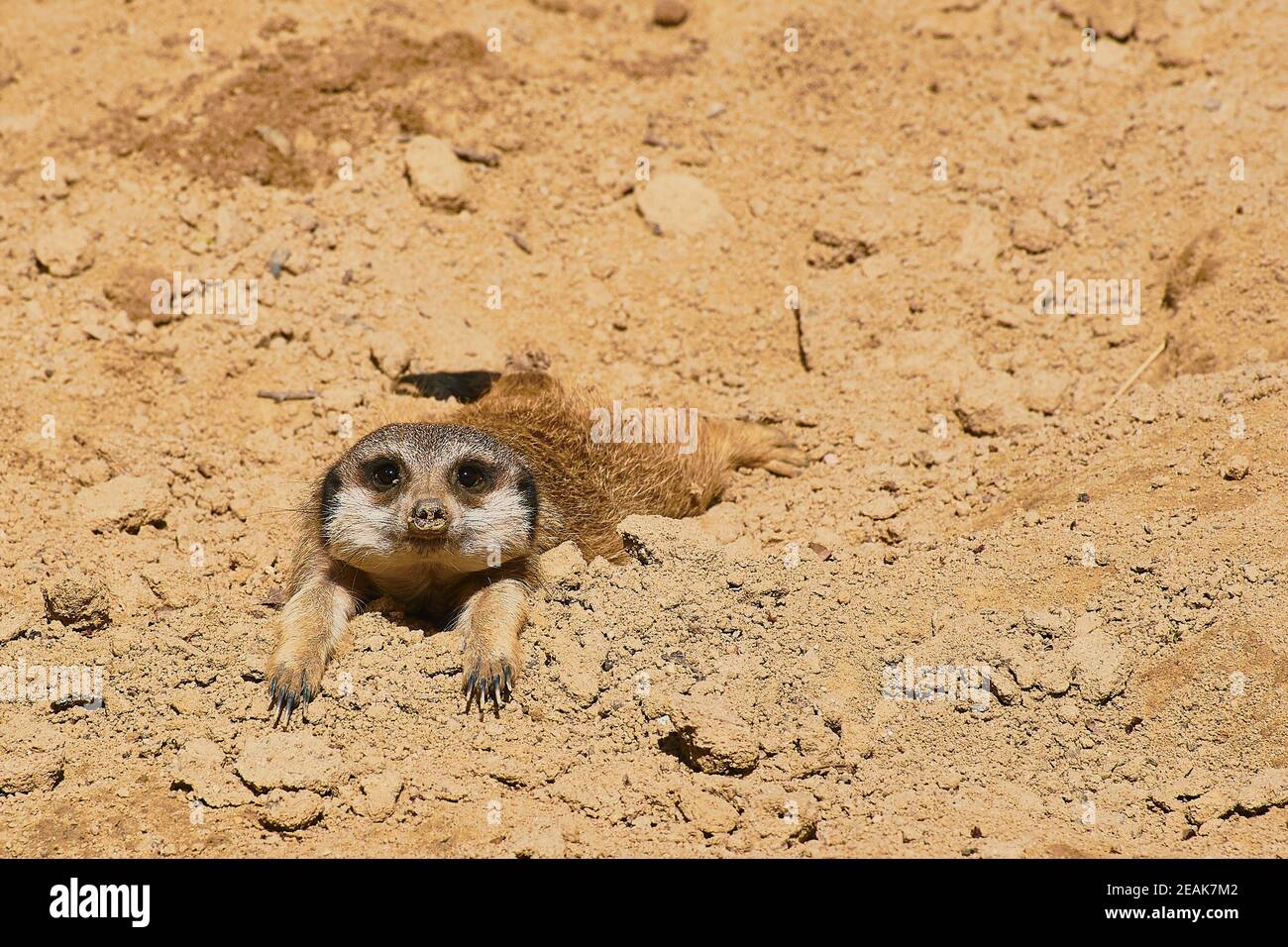 chilling meerkat Stock Photo