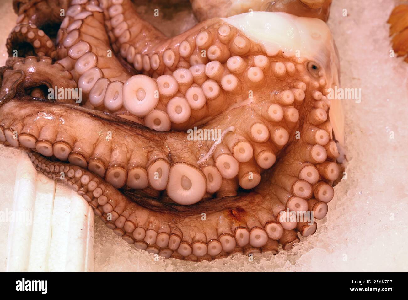 Raw octopus or cuttle fish tentacles on ice Stock Photo