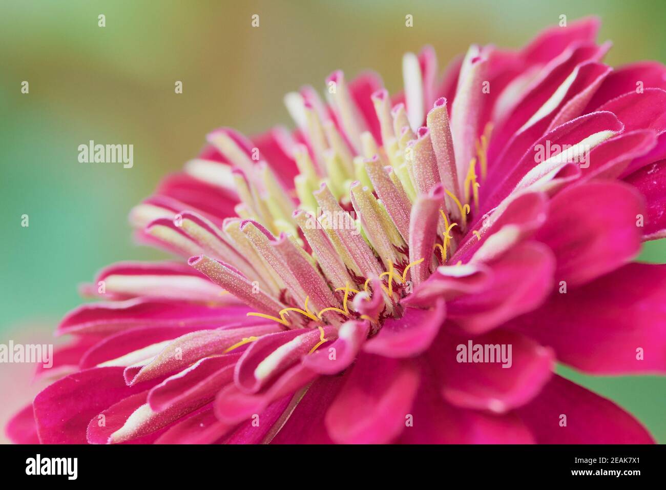 close up color photo of a pink dahlia Stock Photo - Alamy