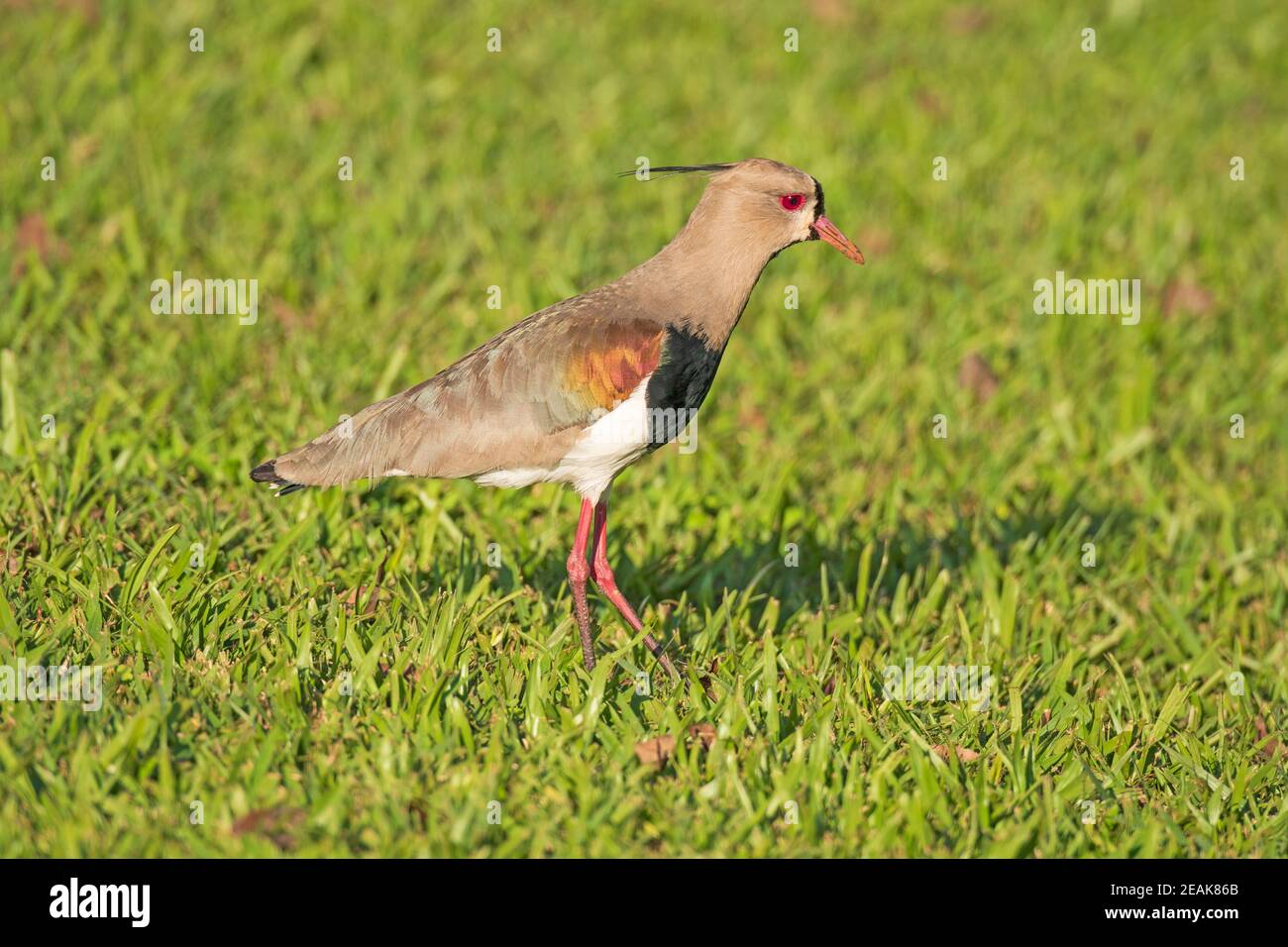 Southern Lapwing hunting for Food Stock Photo