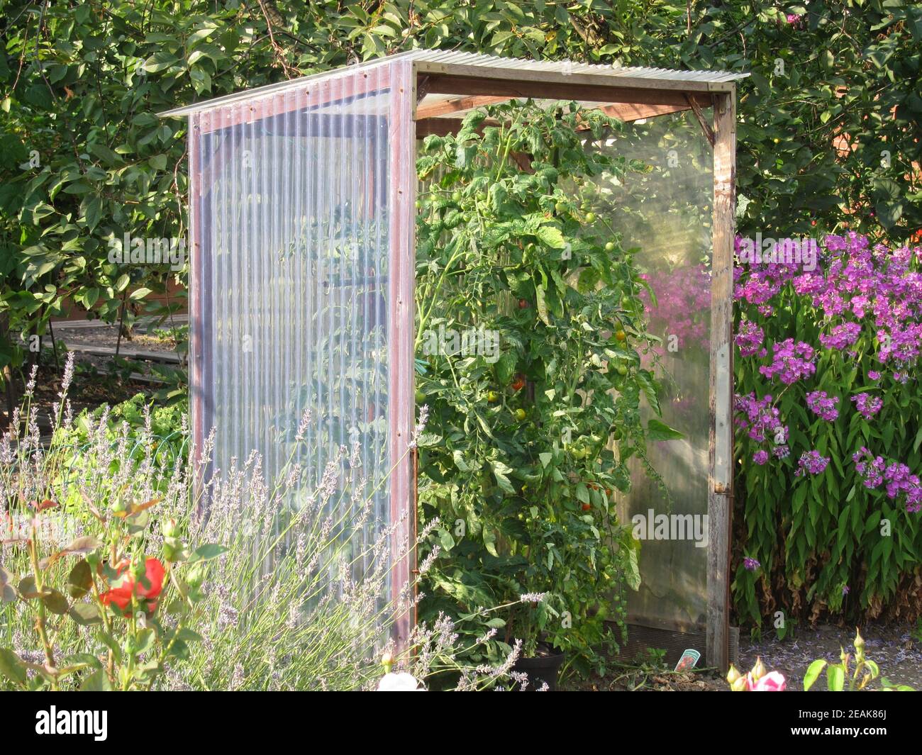 Tomato shelter in a garden Stock Photo - Alamy