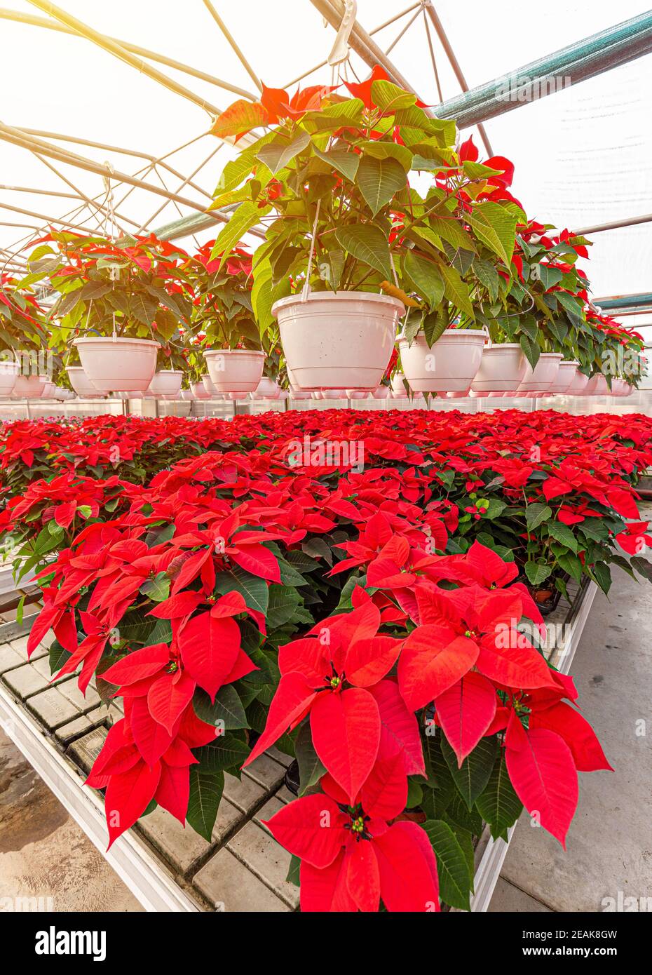 Red poinsettia flowering plants Stock Photo