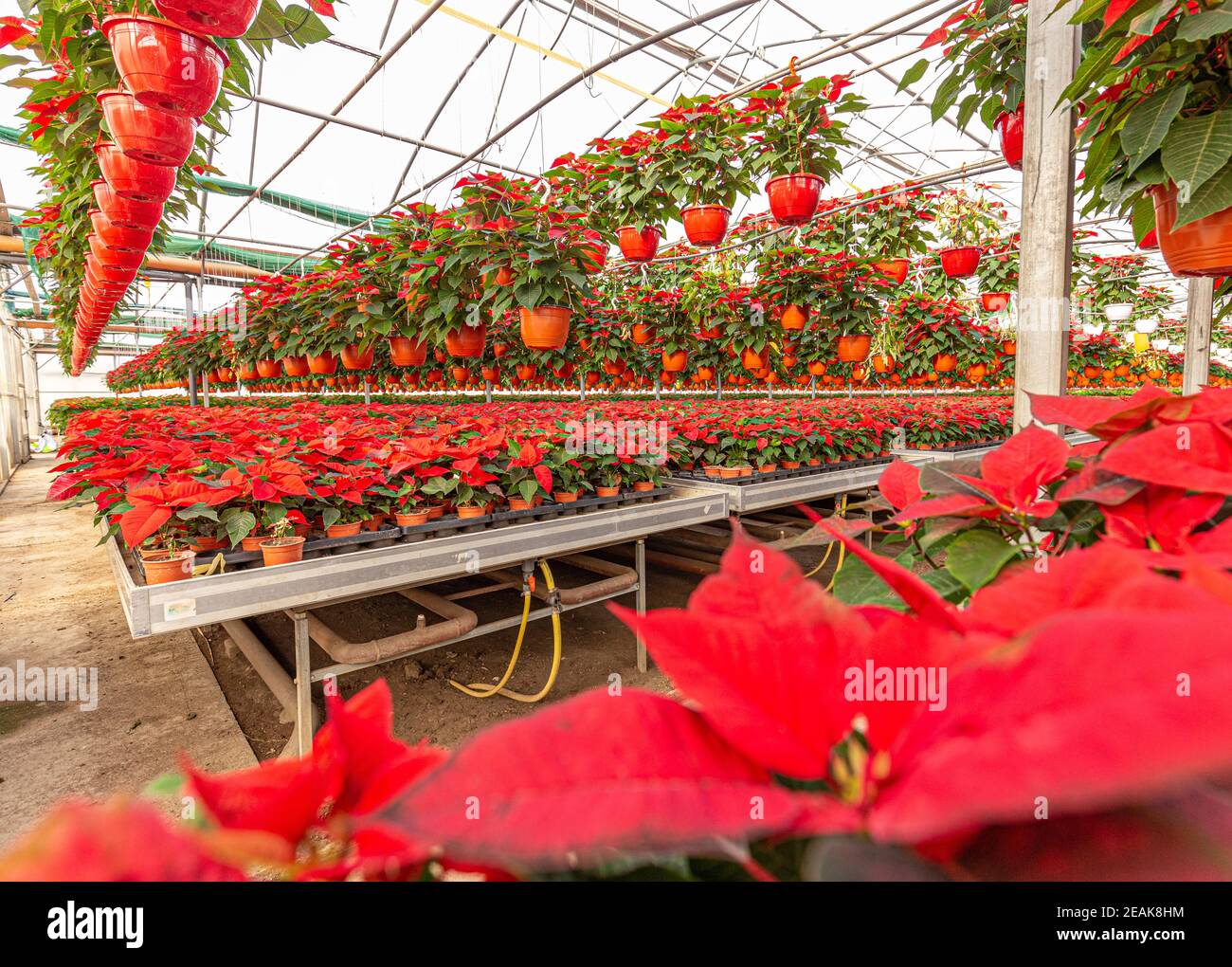 Poinsettia growing in pots Stock Photo