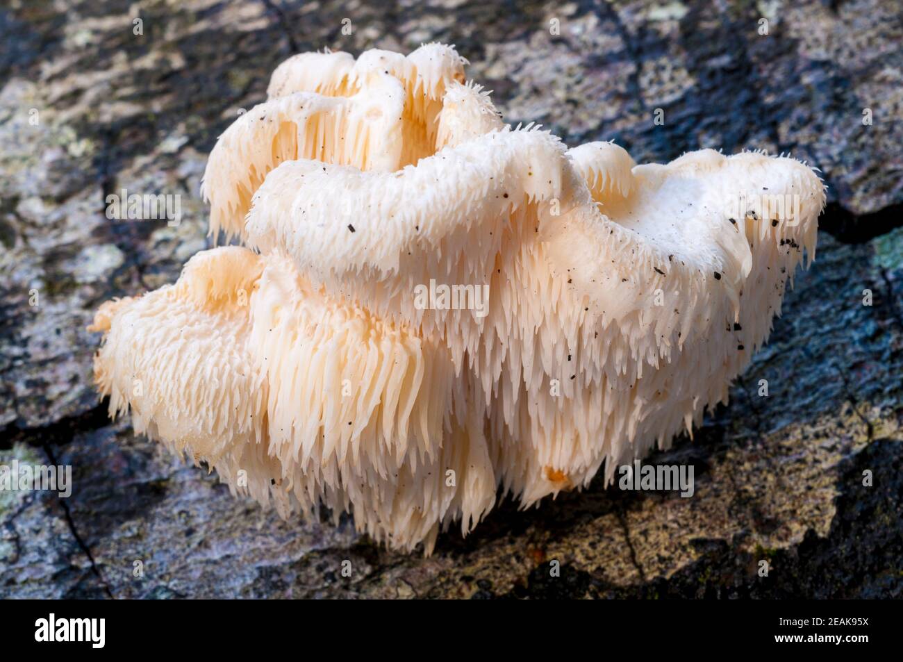 A fruiting body of the rare tiered tooth fungus (Hericeum cirrhatus) growing on a log in the New Forest, Hampshire. October. Stock Photo