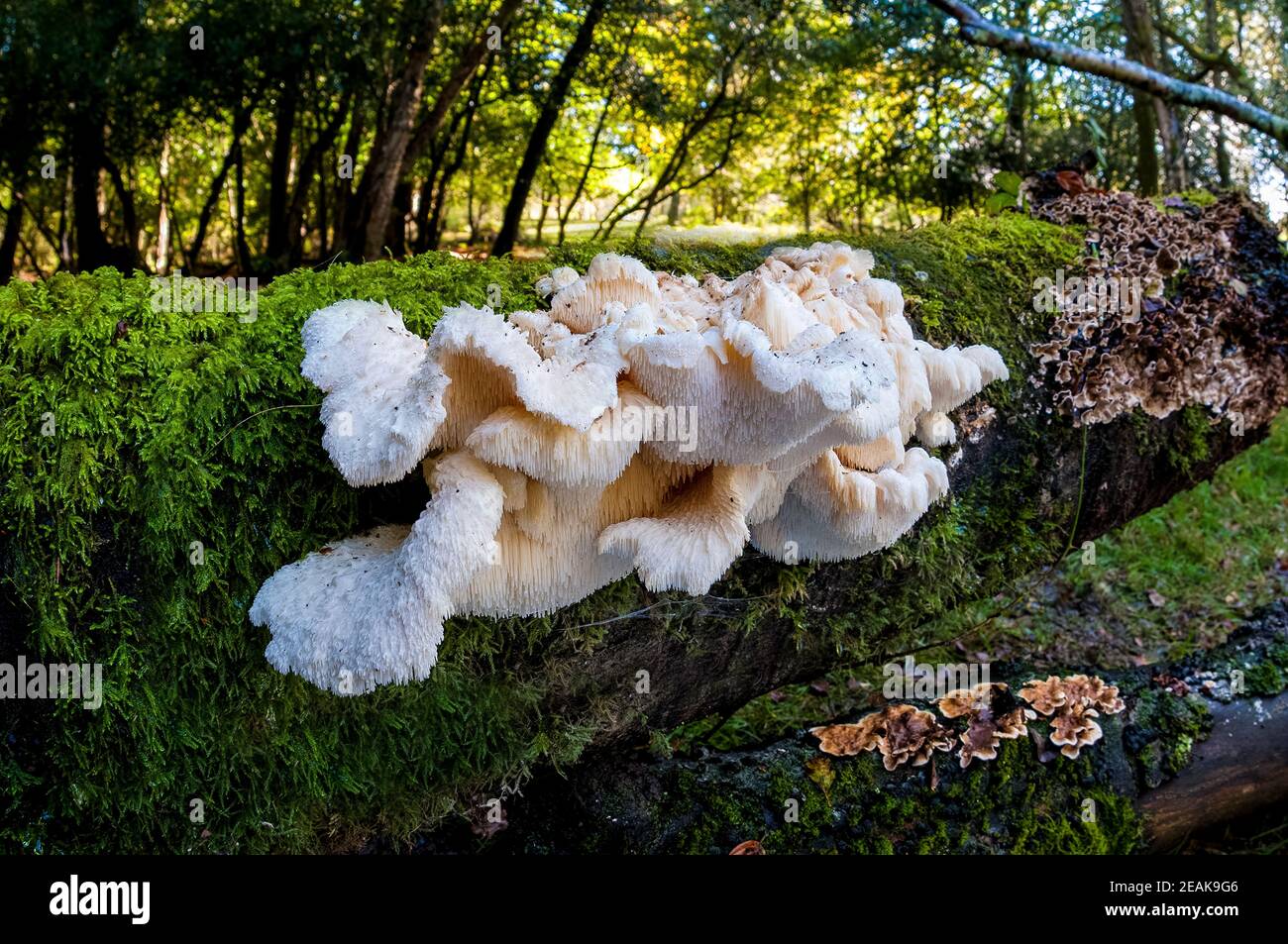 A large fruiting body of the rare tiered tooth fungus (Hericeum cirrhatus) growing on a log in the New Forest, Hampshire. October. Stock Photo