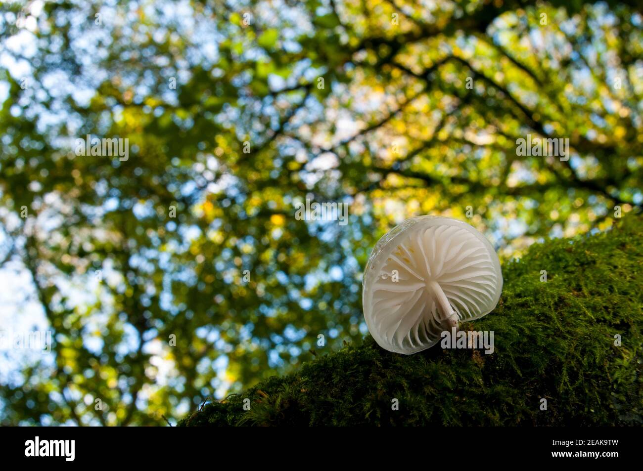 A single fruiting body of percelain fungus (Oudimansiella mucida) growing on a moss covered beech tree in the New Forest, Hampshire. October. Stock Photo
