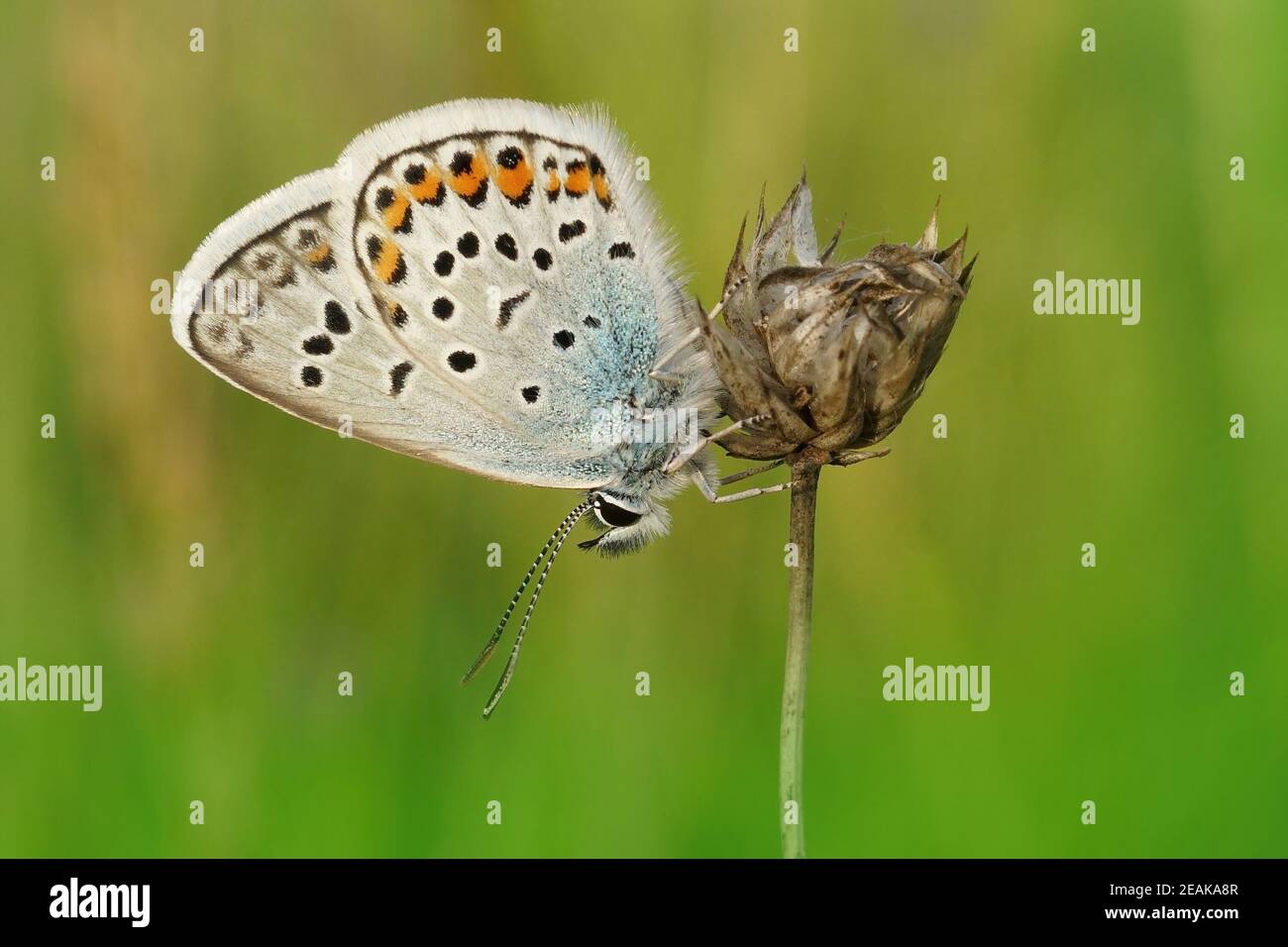 A closeup of the Silver-studded blue, Plebejus argus on a green background Stock Photo