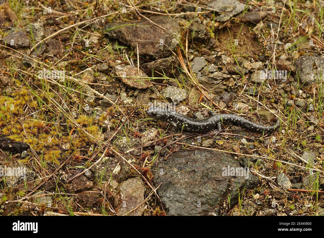 An adult black salamander, Aneides flavipunctatus wandering on the ground Stock Photo