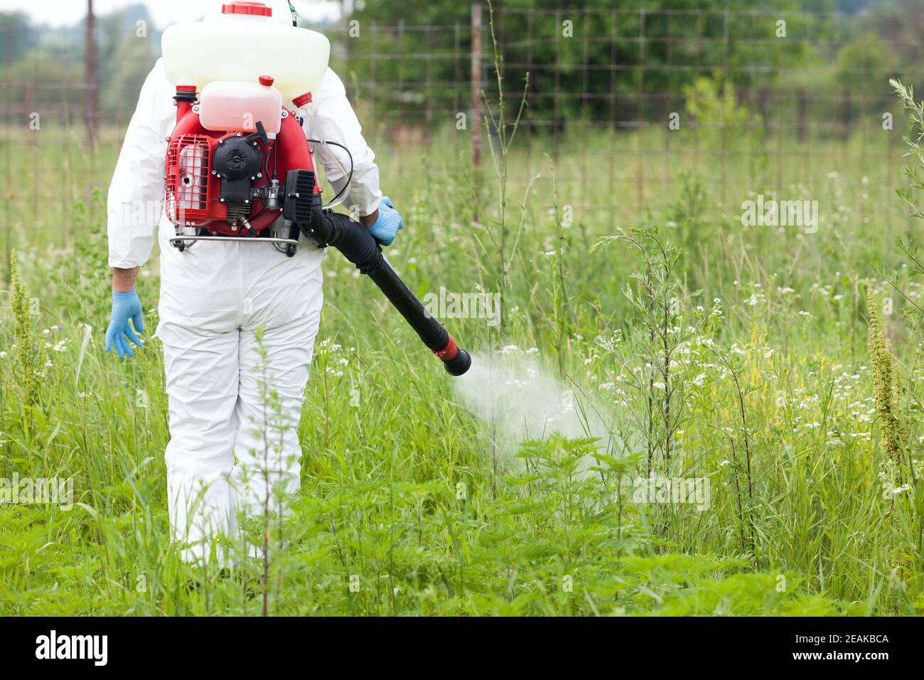 Man in protective workwear spraying herbicide on ambrosia Stock Photo