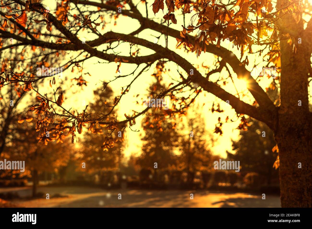 autumn concept, sunrise with autumnal colorful leaves on branches from the tree. Stock Photo