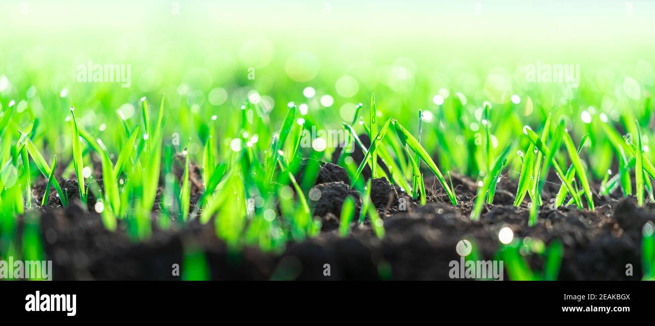 young wheat seedlings grow in an agricultural tillage field. growing newborn plants close-up. growth of vegetables and plants Stock Photo