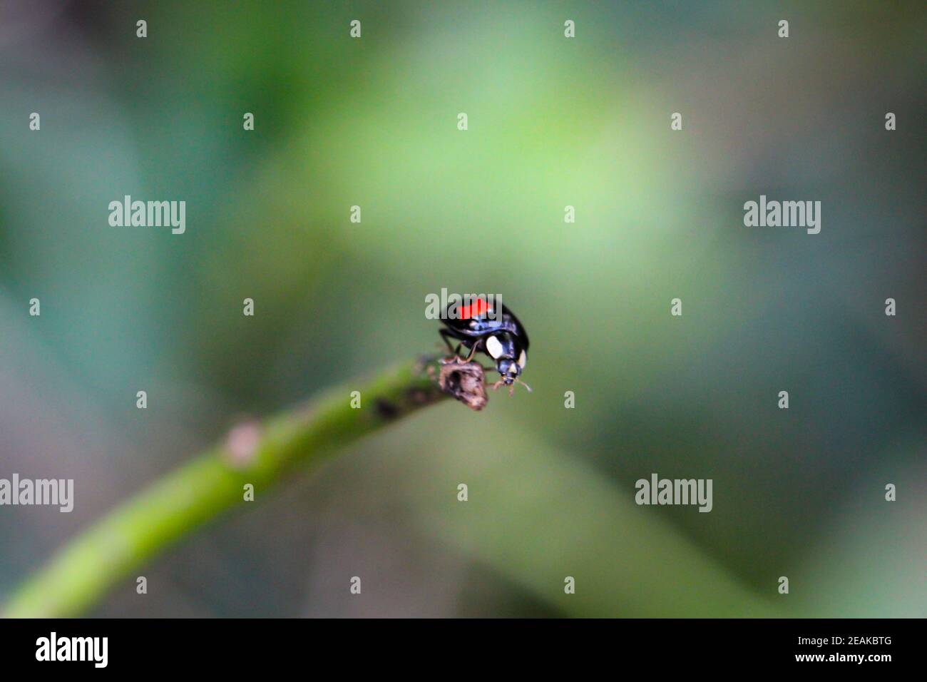 Wingless Ladybug A ladybug that doesn't have wings are colored classic red with black ...
