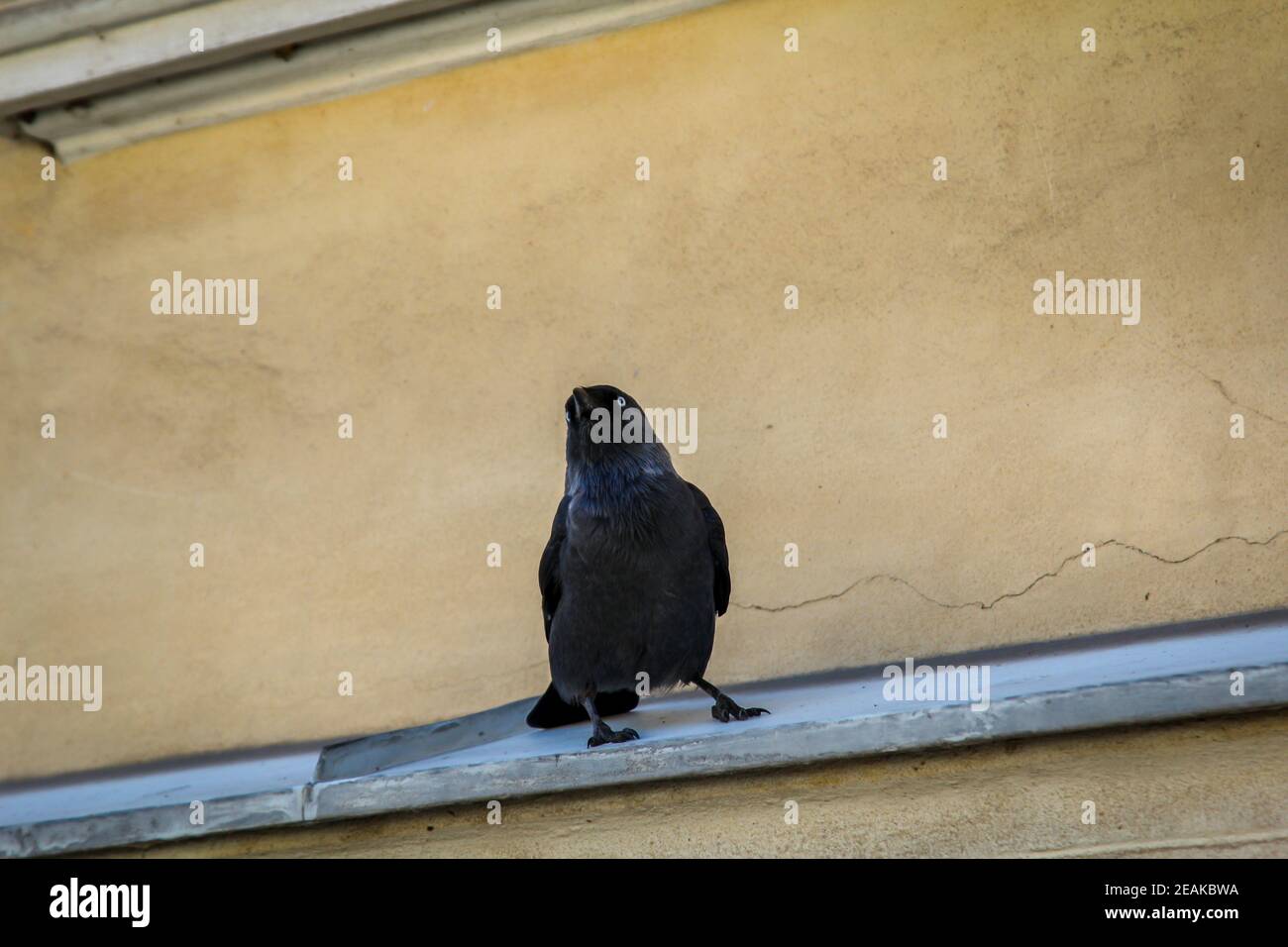 A portrait of a jackdaw. Jackdaws belong to the crows family Stock
