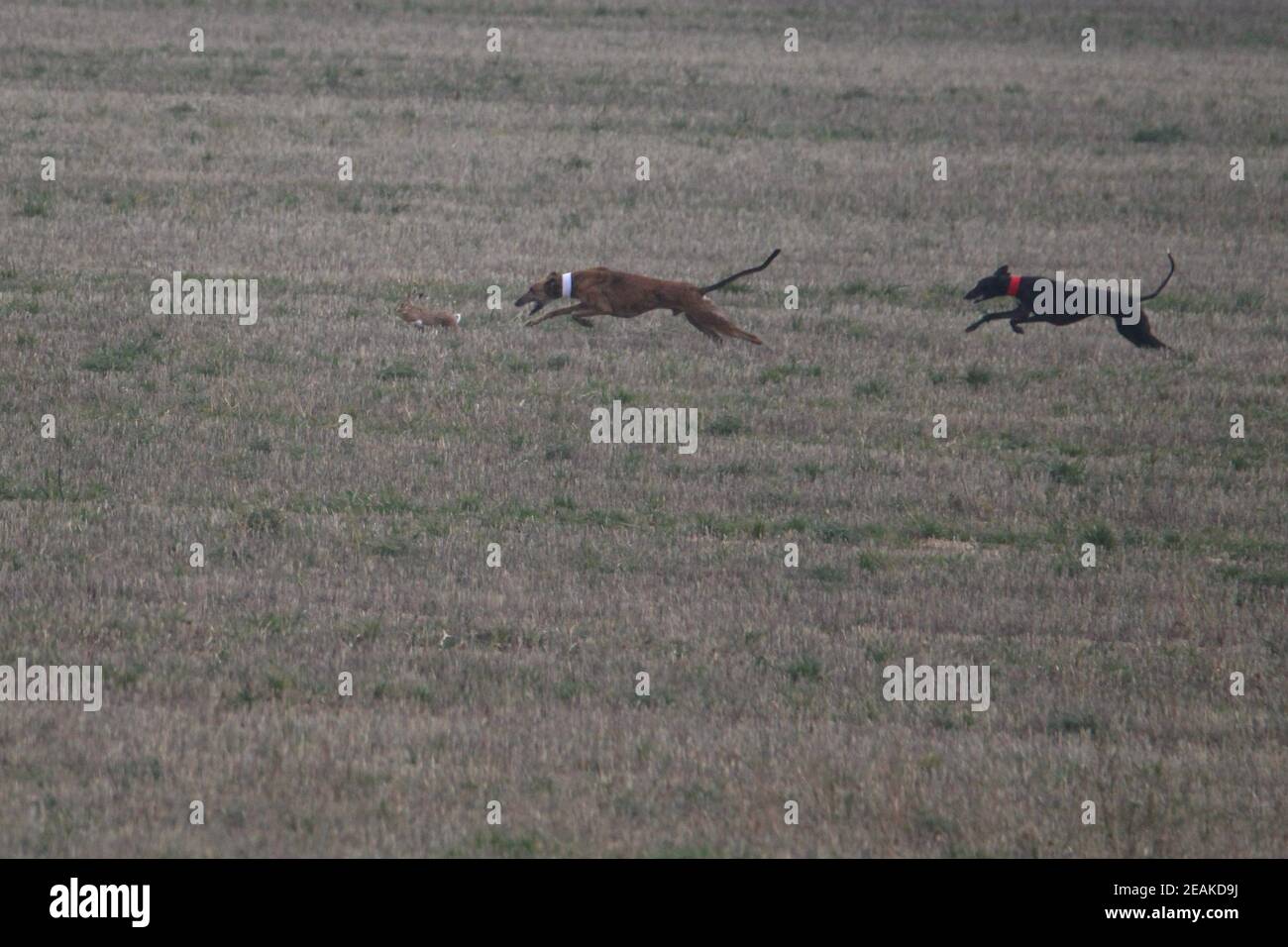 Stunning Photos of dogs spaniards hunting the hare in open field Stock