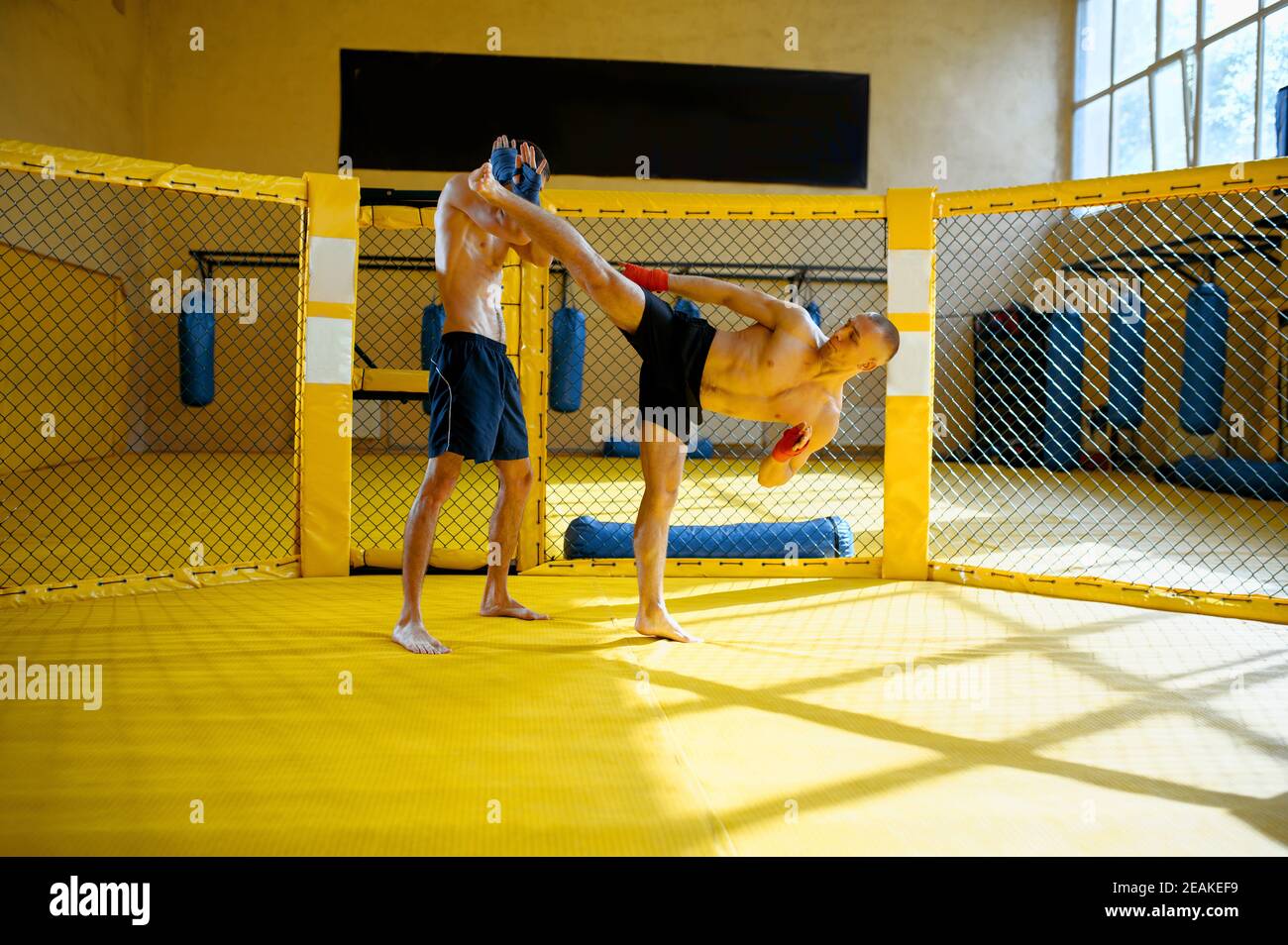 MMA fighter makes high kick to his opponent Stock Photo Alamy