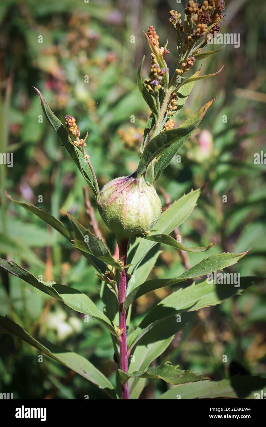 A gall ball growth on a Solidago plant Stock Photo