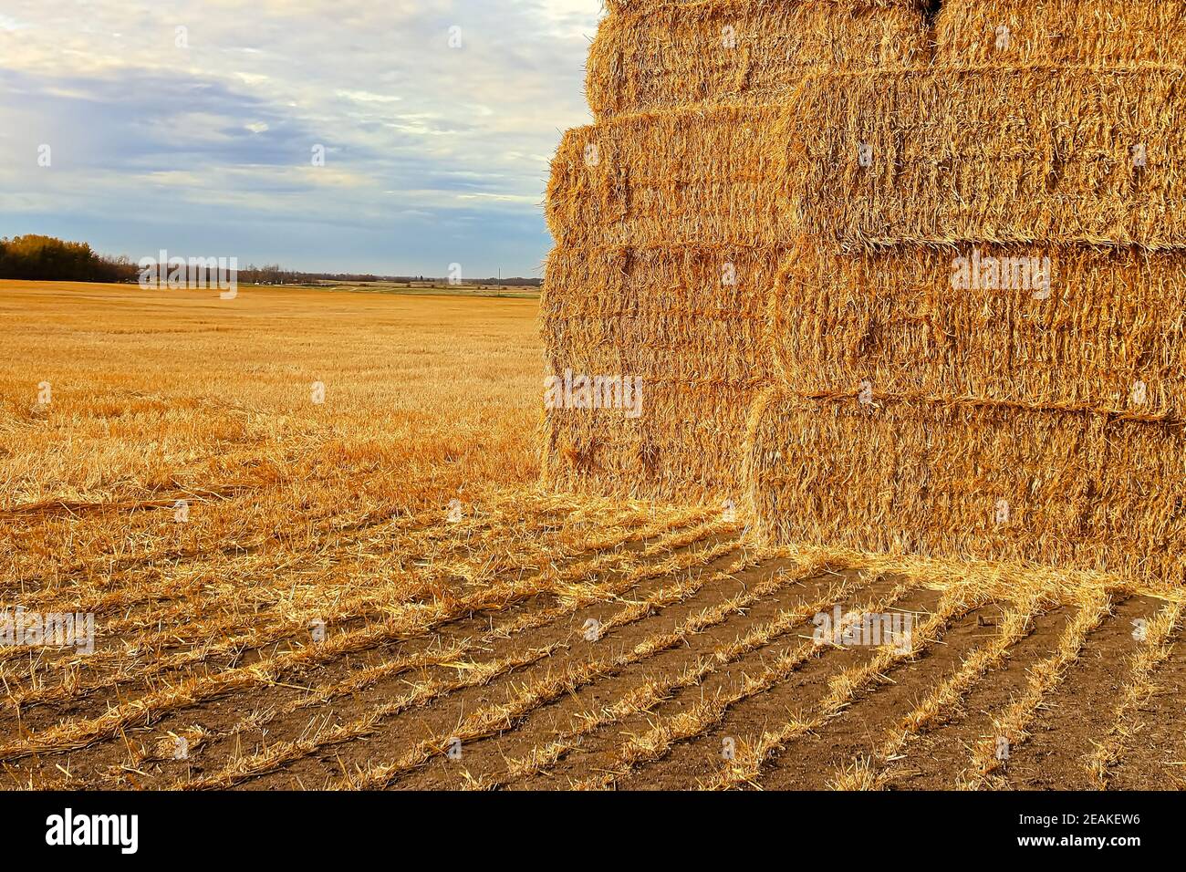 Rows of cut straw leading to a stack of bales Stock Photo Alamy