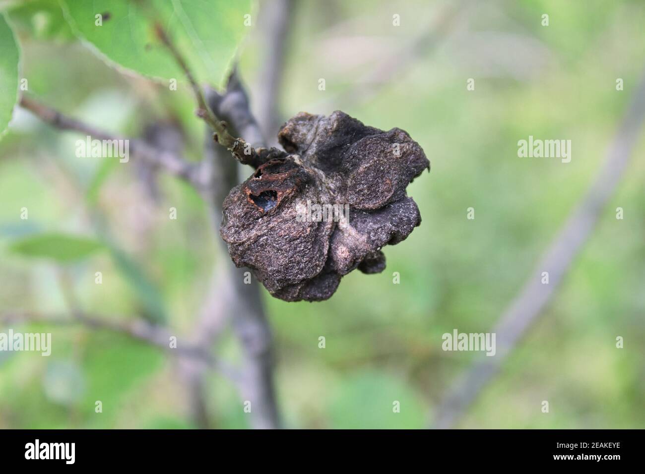 Closeup of a gall growth on a polpar branch Stock Photo