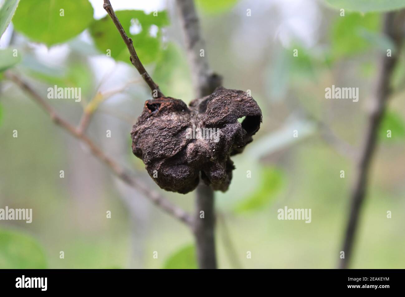 Closeup of a gall growth on a polpar branch Stock Photo