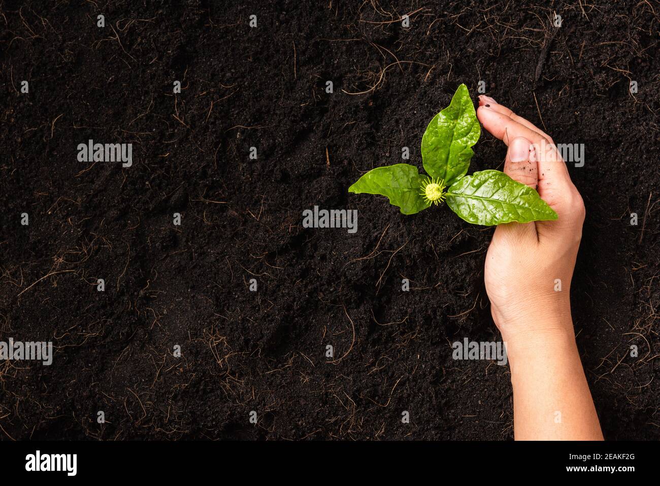 Hand of a woman planting green small plant life on compost fertile black soil Stock Photo