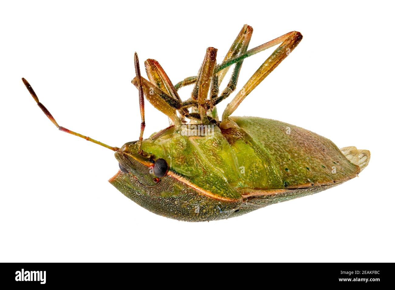 Close up of a green dead bug lying on its back Stock Photo