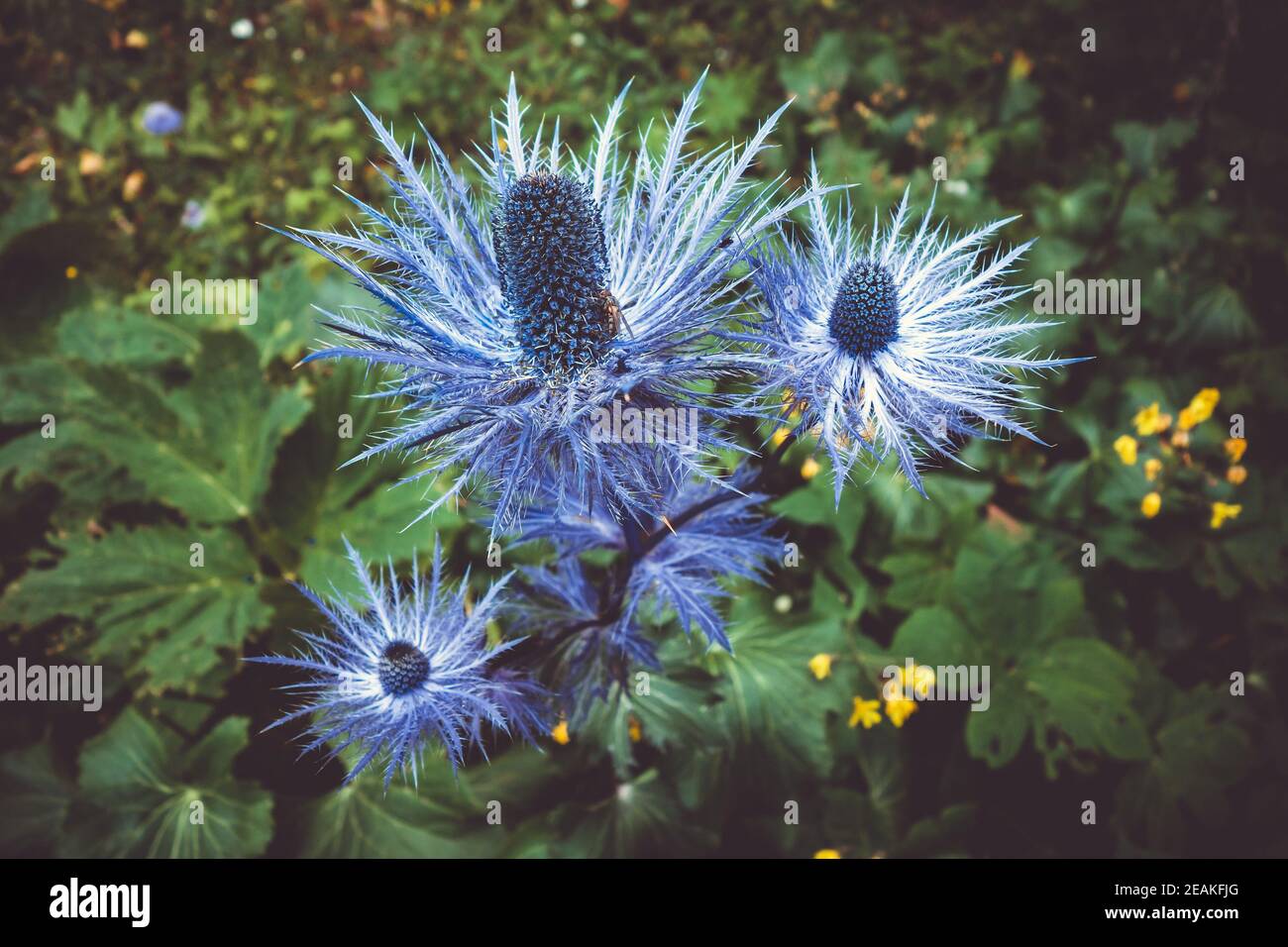 alpine sea holly, Eryngium alpinum, in Savoie, France Stock Photo Alamy