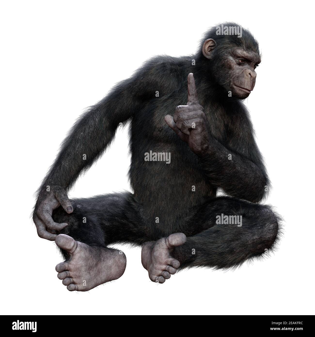 chimpanzee hand configuration