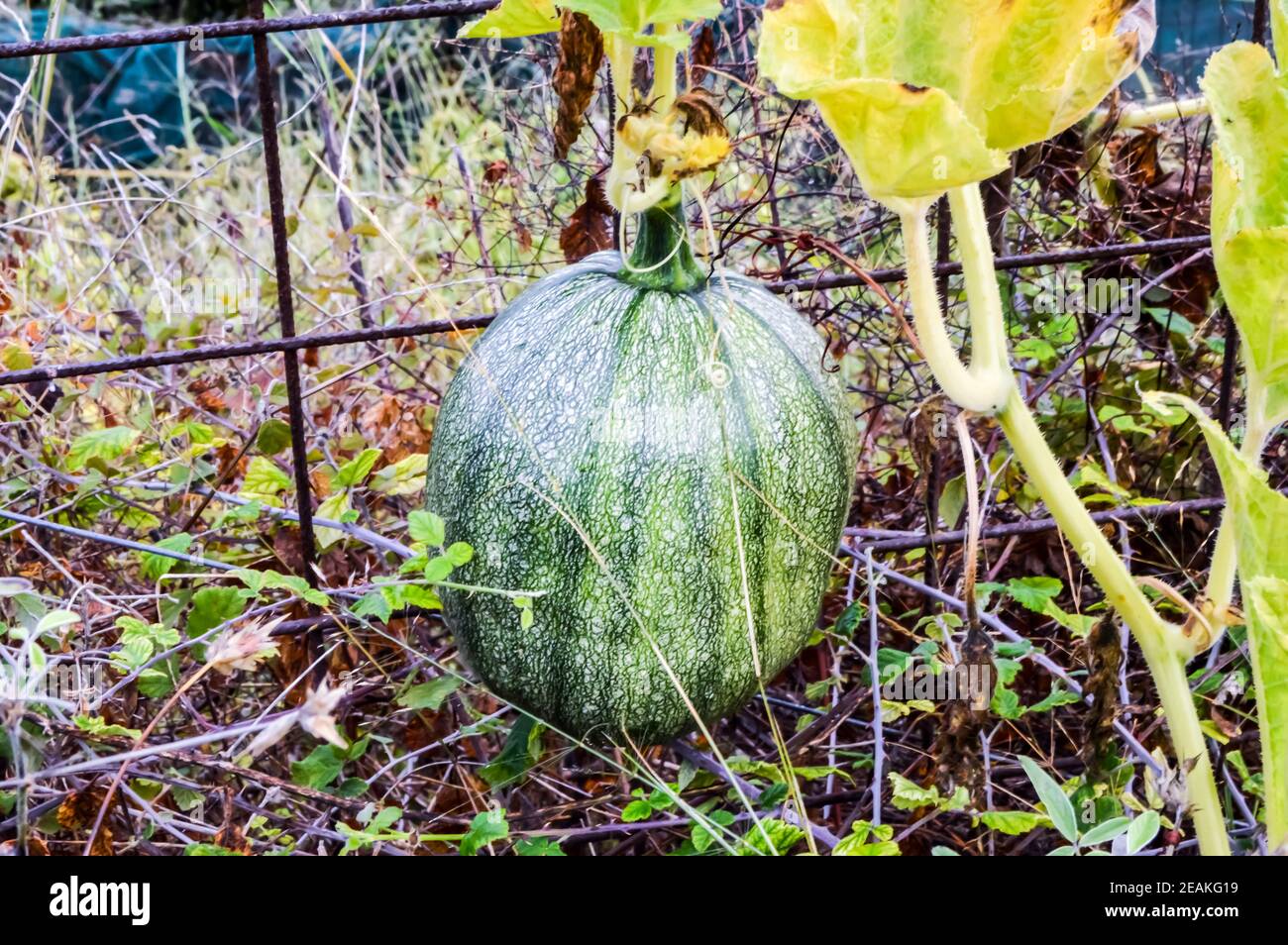Watermelon in an orchard Stock Photo