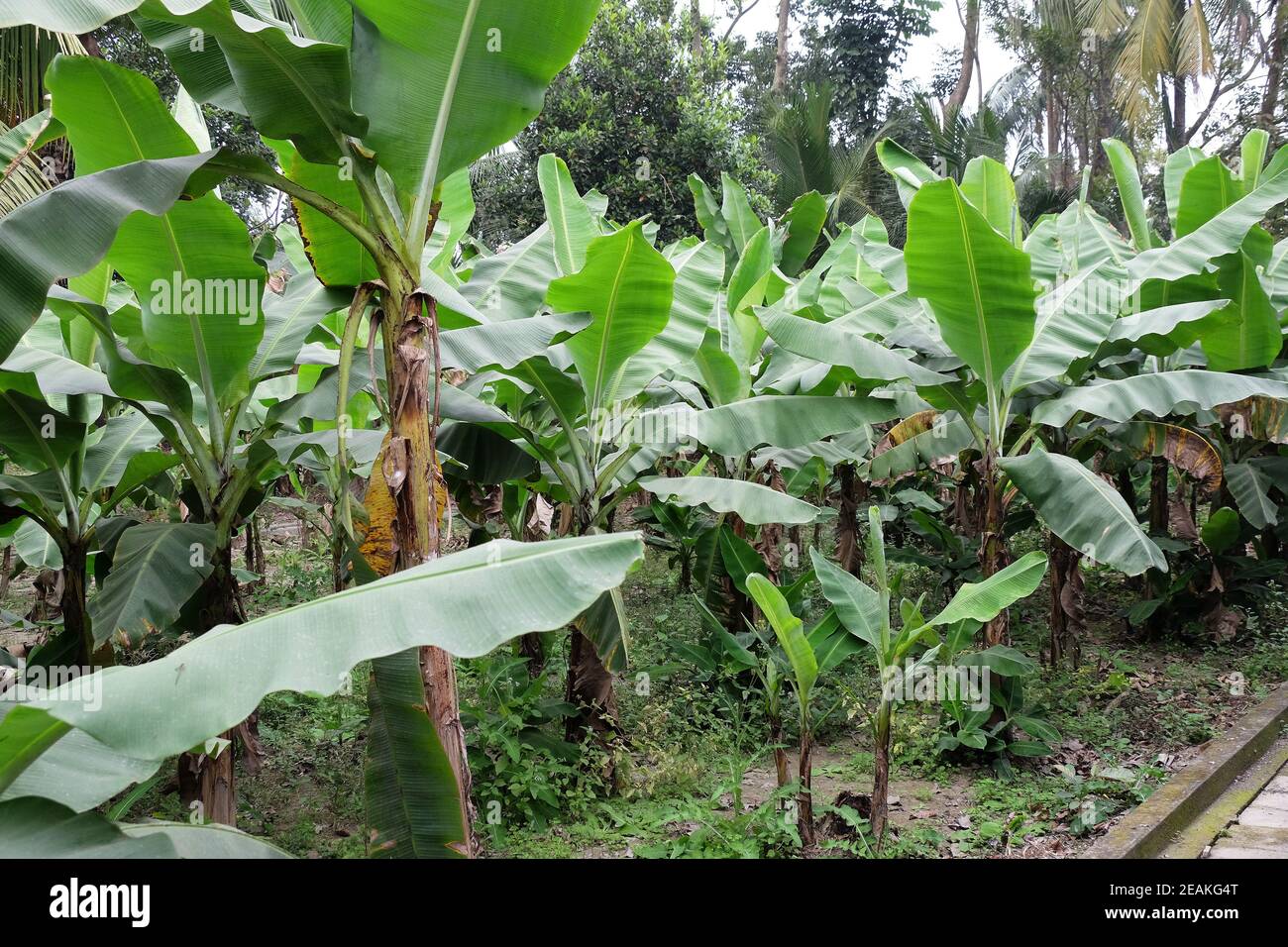 Banana trees in Kumrokhali, West Bengal, India Stock Photo - Alamy