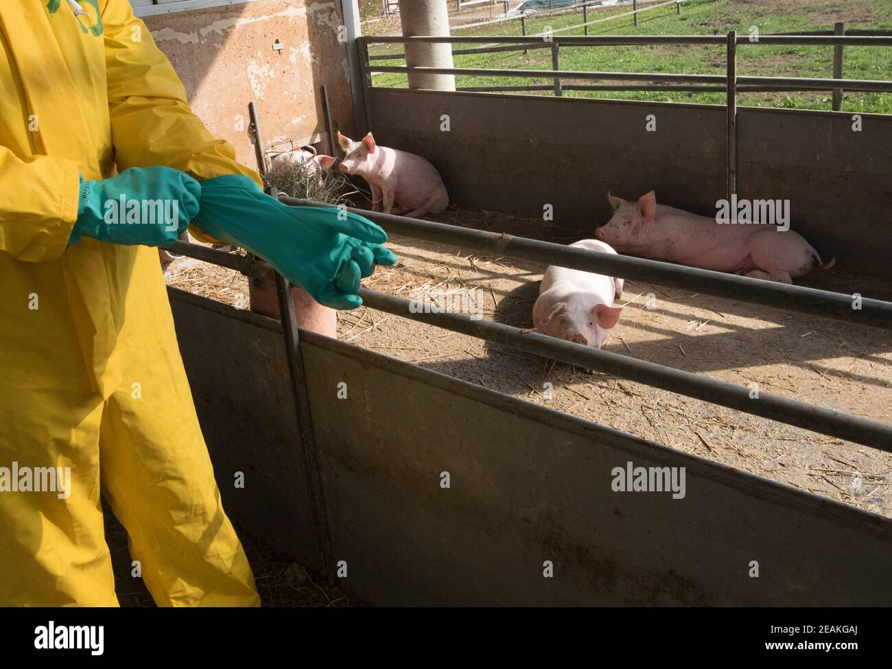 classical swine fever or hog cholera Stock Photo