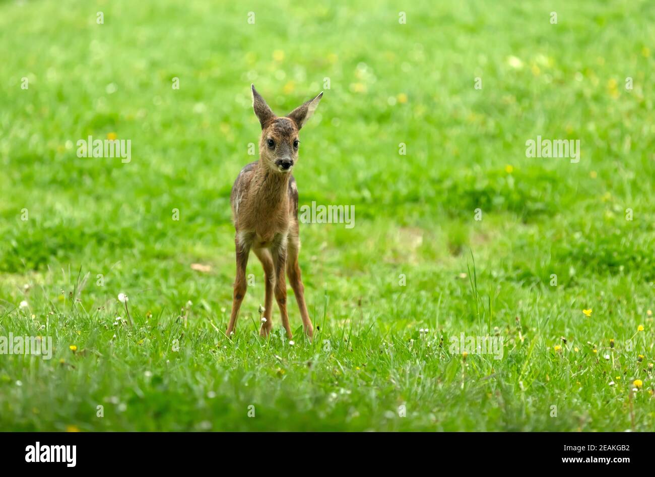 Beautiful Deer Fawn Stock Photo