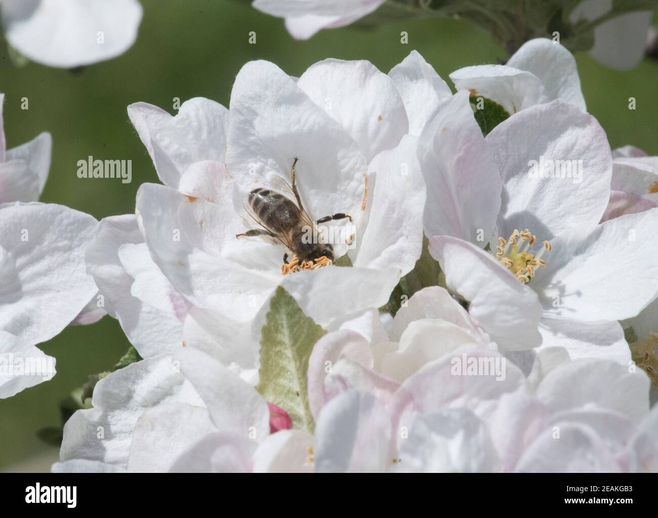 bee sitting on a flower blossom Stock Photo Alamy
