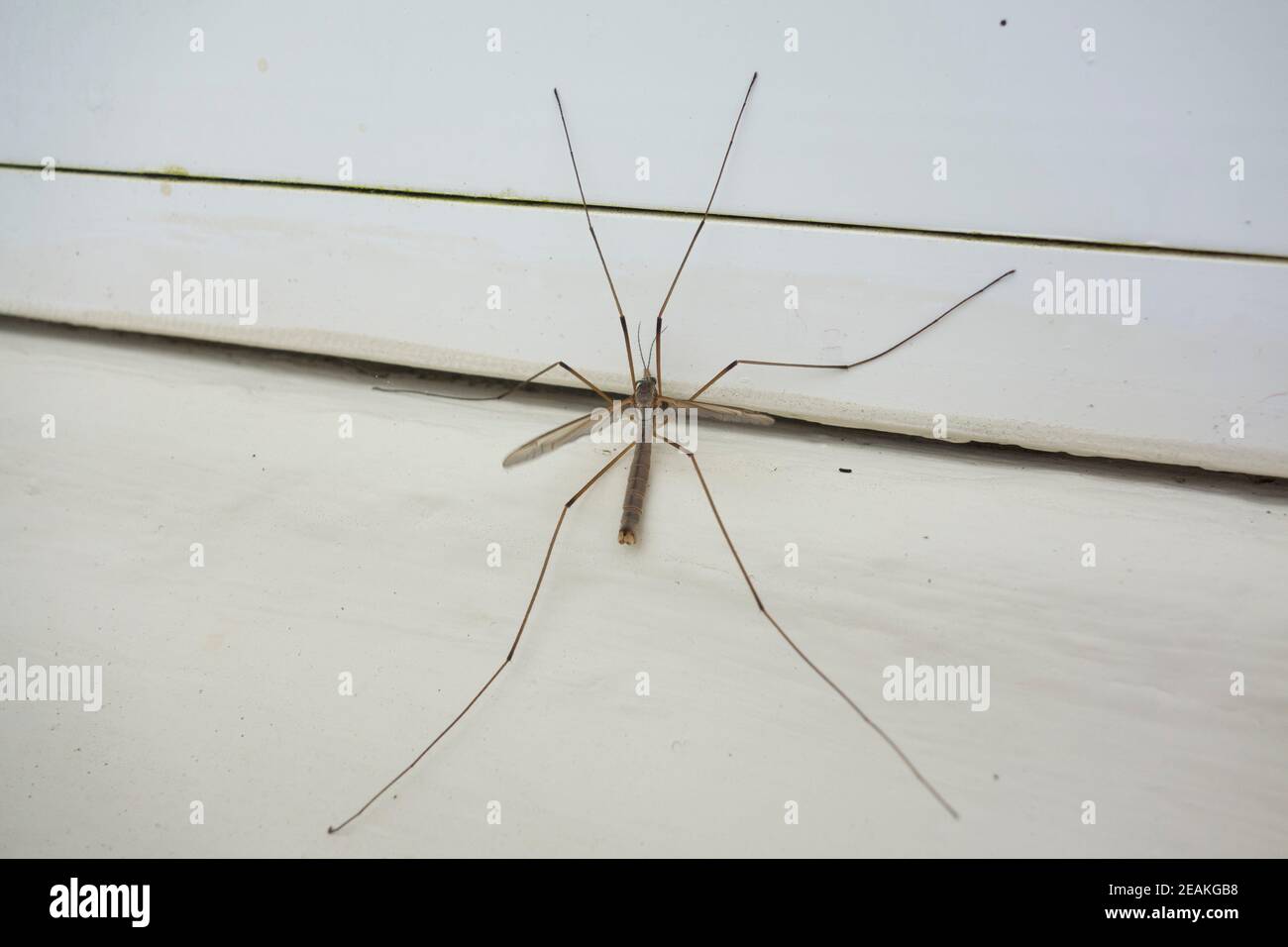 To flying insects hi-res stock photography and images - Alamy